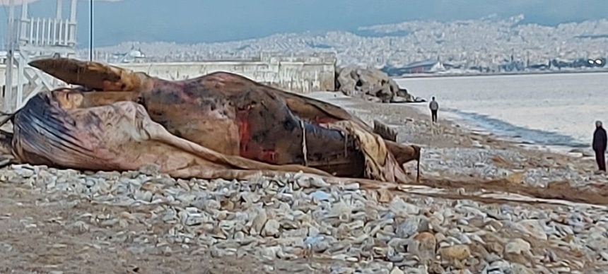 Απίστευτες εικόνες: Νεκρή φάλαινα ξεβράστηκε στον Πειραιά (pics)