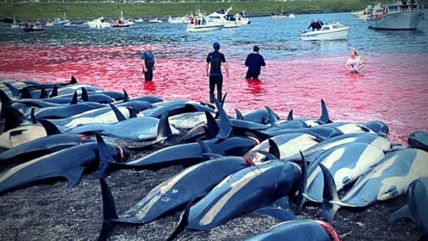 Παγκόσμιο σοκ από τη σφαγή 1428 δελφινιών στα νησιά Φερόε & ο «πόλεμος» του Μπόρις Τζόνσον με τη Νίκι Μινάζ!