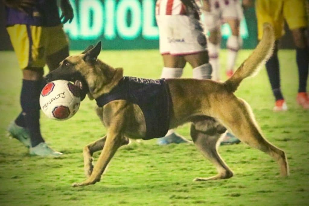 Viral: Σκύλος μπούκαρε σε γήπεδο στη Βραζιλία – Άρπαξε την μπάλα και μπήκε στο παιχνίδι!