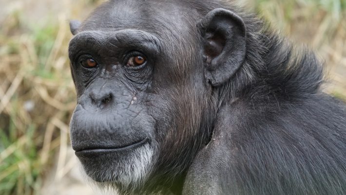 Ένας χιμπατζής που «μπλέχτηκε» στις ζωές μας και το πλήρωσε με την δική του…