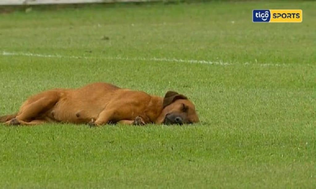 Viral: Σκύλος αποκοιμήθηκε στο γήπεδο εν ώρα αγώνα! (vid)