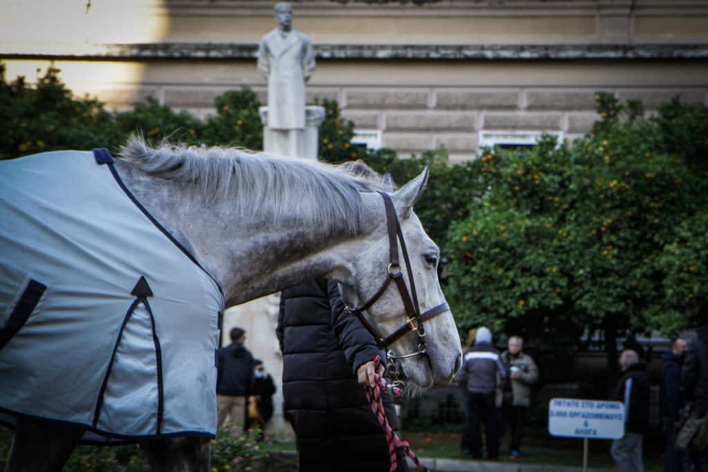 Απίστευτο: Άντρας προσπάθησε να… βιάσει άλογο